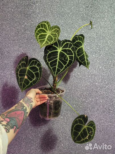 Антуриум кларинервиум