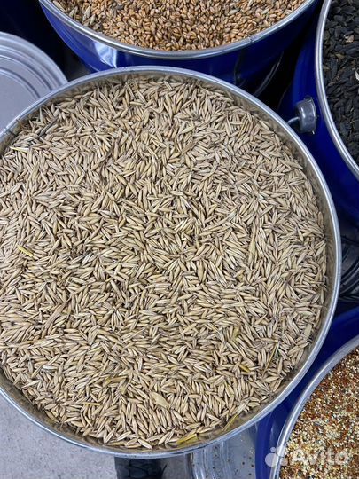 Овес в мешках 30 кг опт и розница