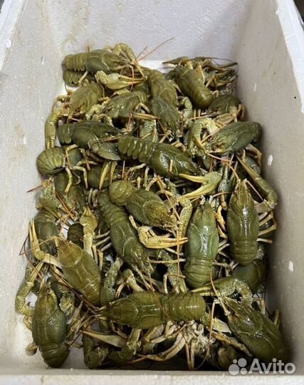 Живые раки с доставкой