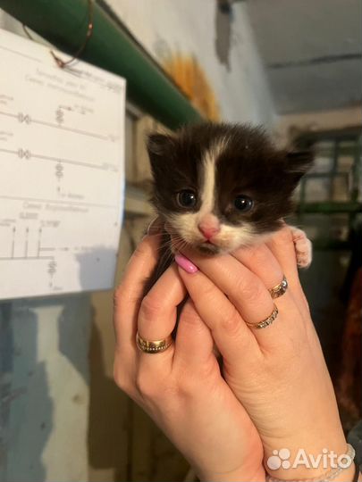 Котята в самые добрые руки