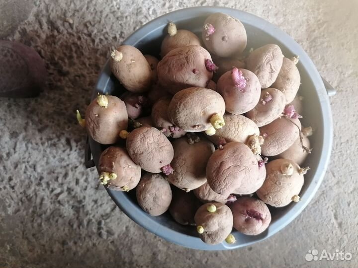 Семянной картофель