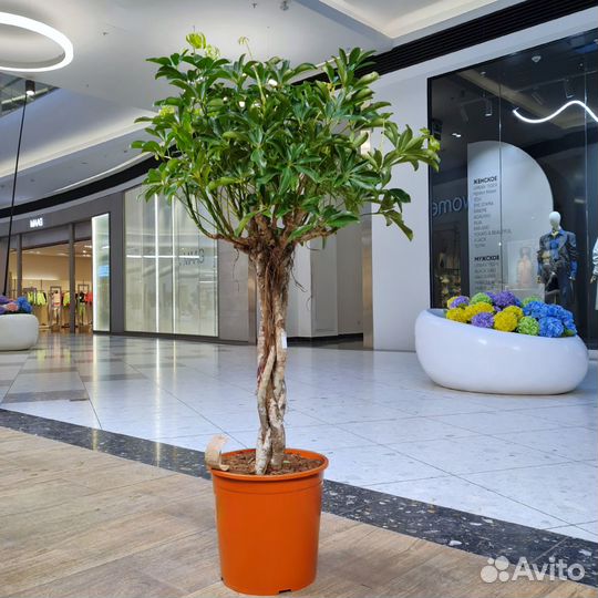 Шефлера Компакта Twisted