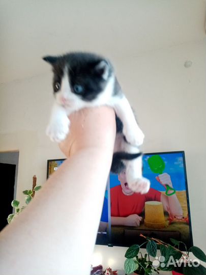 Британская