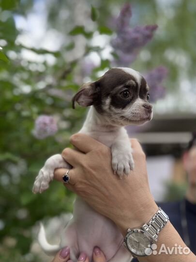 Супер девочка чихуахуа