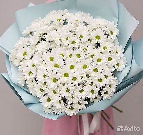Хризантема Цветы Доставка