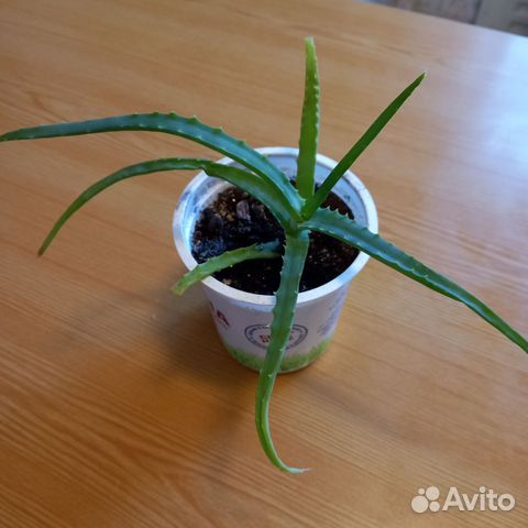 Алоэ лечебный столетник купить в Уфе | Товары для дома и дачи | Авито