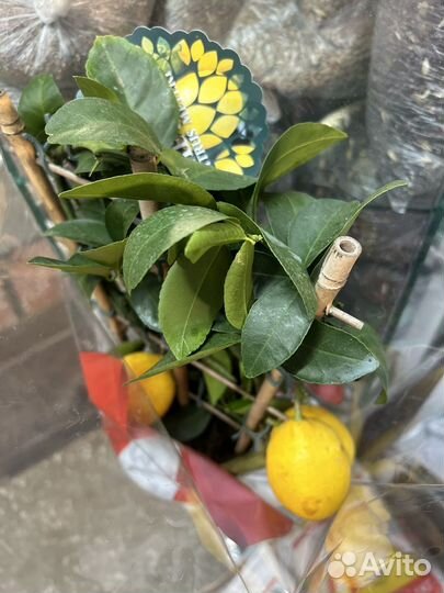 Лимон плодоносящий