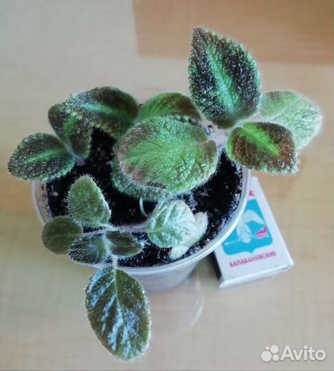 Эписции сортовые