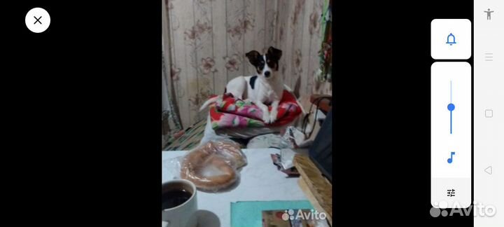 Продам щенка (единственный в своём роде)