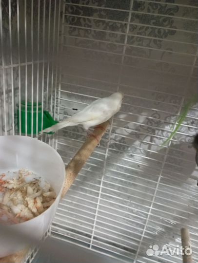 Кенара и канарейки