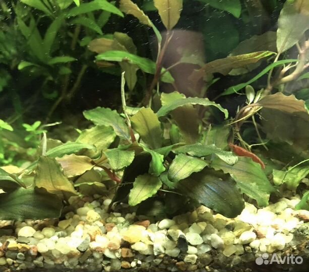 Аквариумные растения: