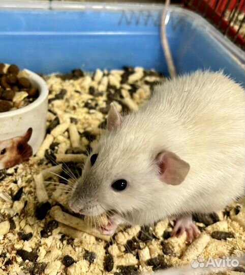 Крыса дамбо