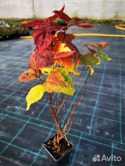 Спирея макрофила