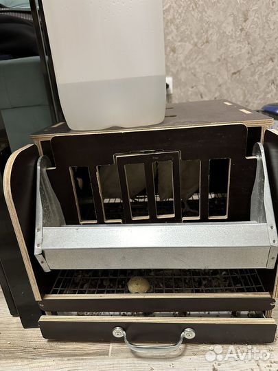 Перепелки несушки