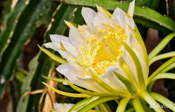 Драконий фрукт 