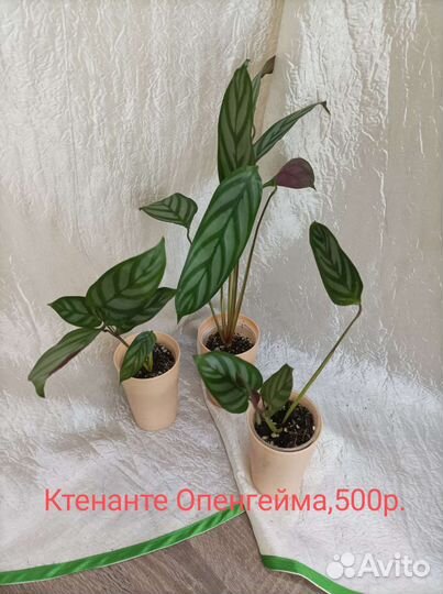 Ктенанте Калатеи Кливия