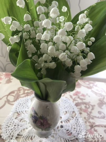 Хоста, ландыши,нарциссы,ежевика без колючек