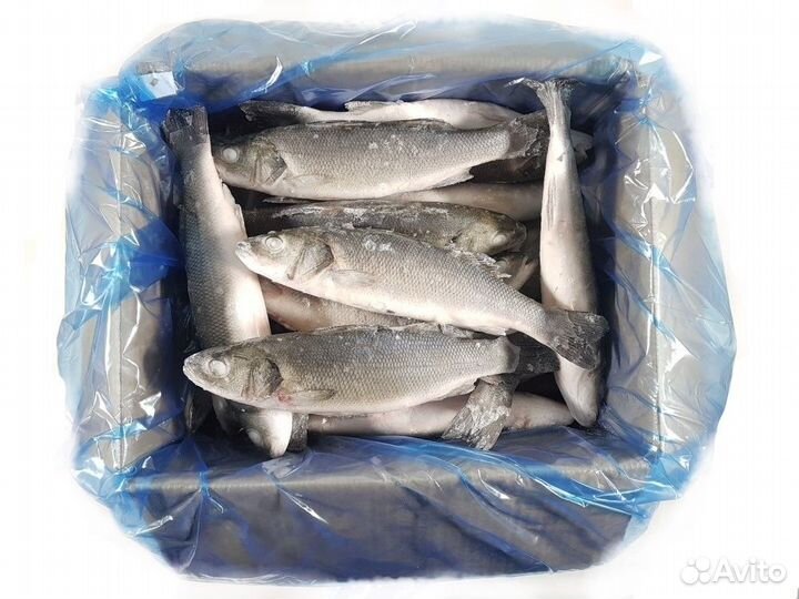 Сибас 300/400 гр с/м