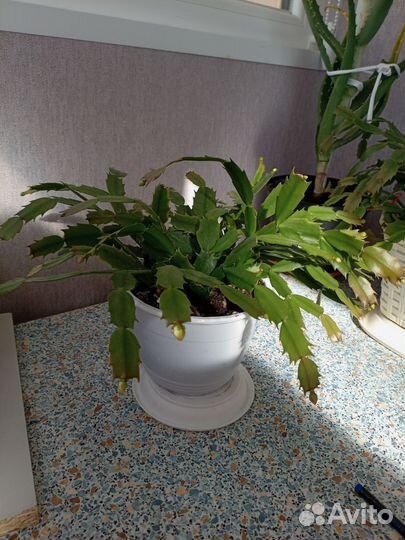 Декабрист шлюмбергера с бутонами