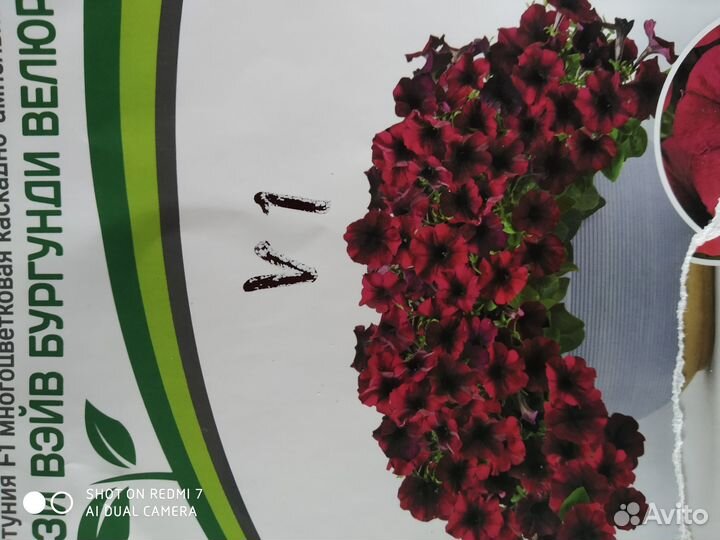 Цветы петунии рассада