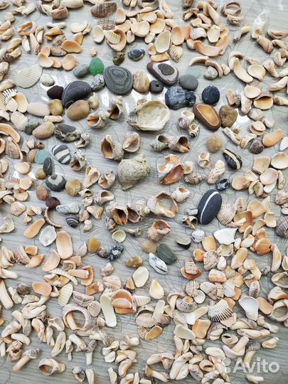 Морские ракушки и камушки