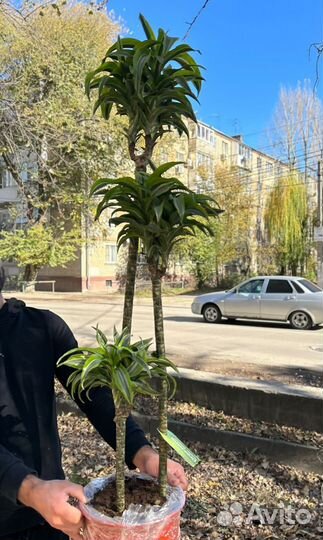 Драцена сортовой 150 см 3 ствола