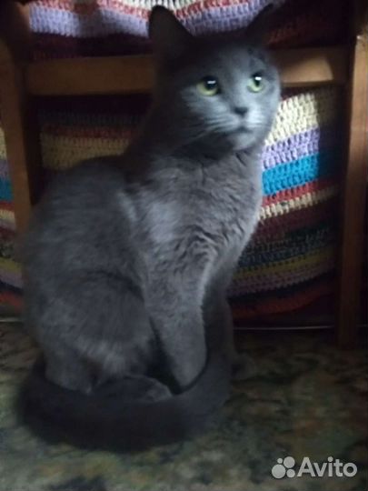 Кошка в добрые руки