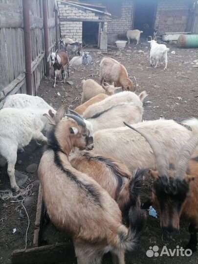 Нубийские козы