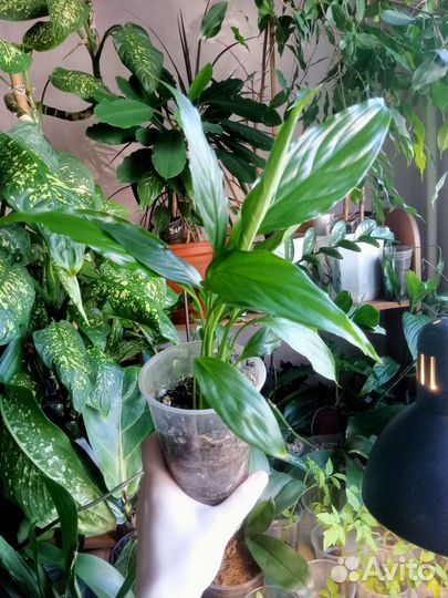 Спатифиллум, женское счастье