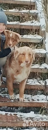 Овчарка Аусси девочка