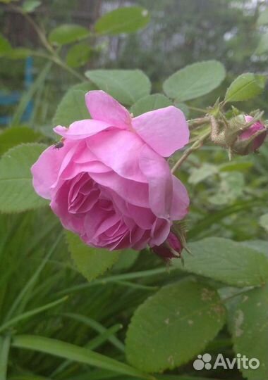 Многолетние цветы для сада