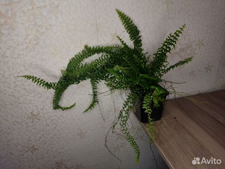 Папоротник