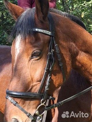 Налобник для лошади