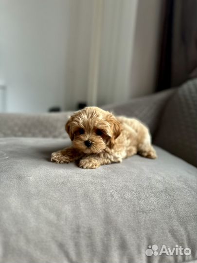 Мальтипу Ф1 мини мальчик