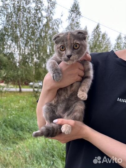 Шотландская кошка