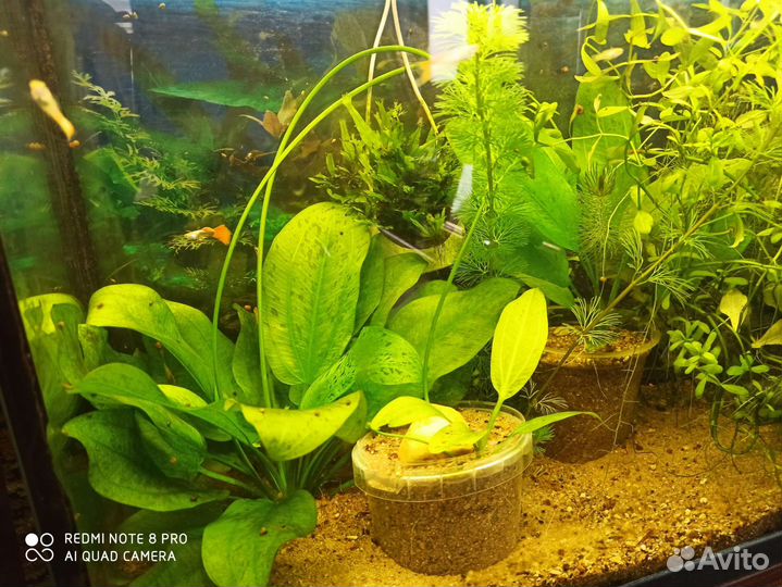 Дубок мексиканский, папоротник, эхинодорус,гуппи