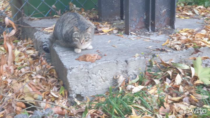 Кошки в добрые руки бесплатно
