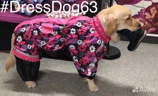 Пошив одежды для собак