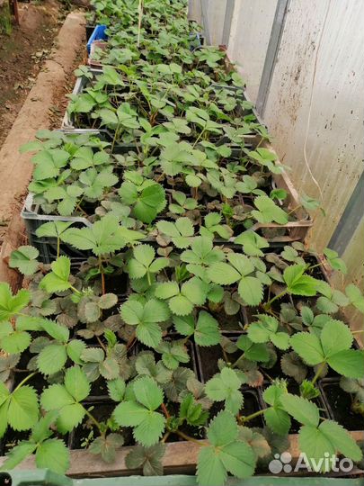 Саженцы,рассада клубники Мурано,ремонтантная