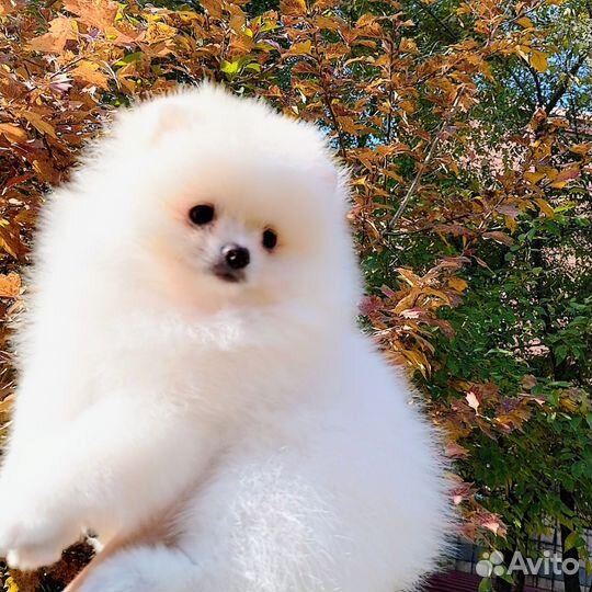 Щенок шпица