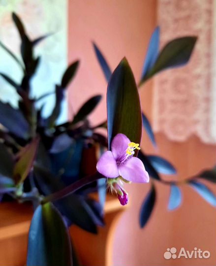 Сеткрезия пурпурная