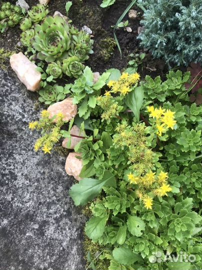 Многолетки для альпийской горки