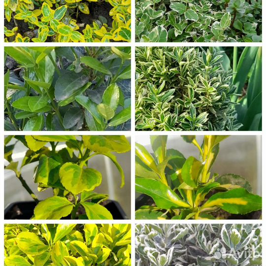 Декоративные кустарники