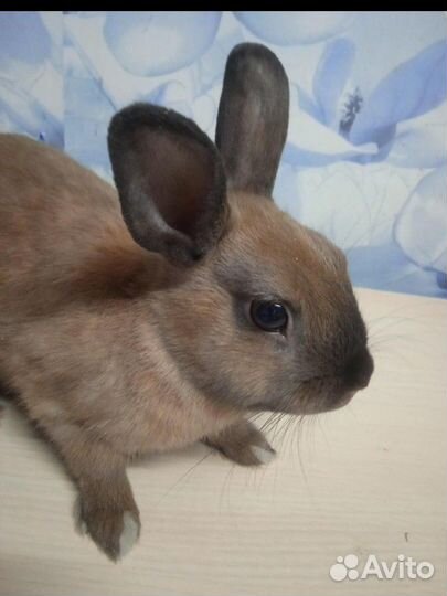 Декоративные кролики
