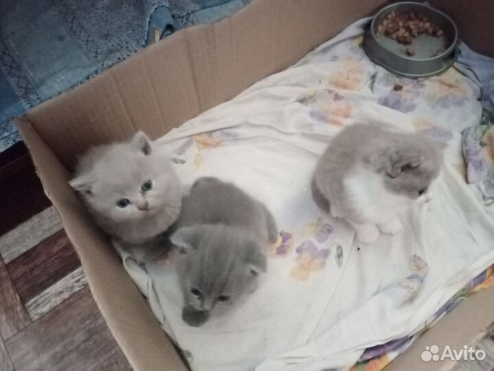 Британские котята