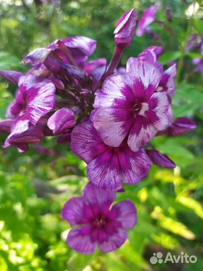 Флоксы сортовые