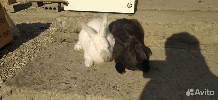 Продаю кроликов самцы