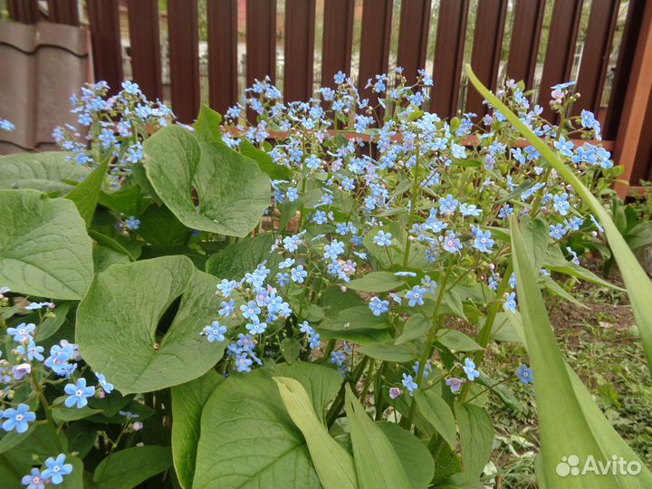 Неприхотливые многолетние растения для сада