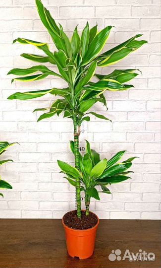 Драцена Голден кост