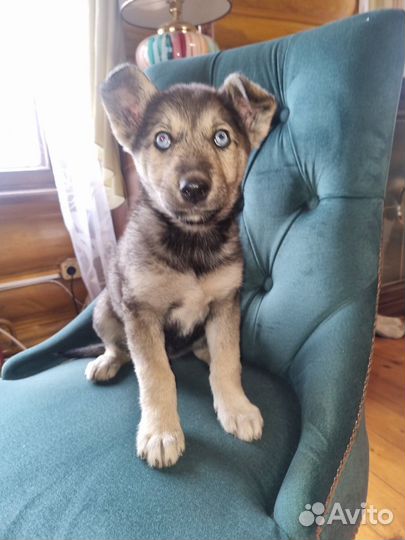 Щенок в доьрые руки